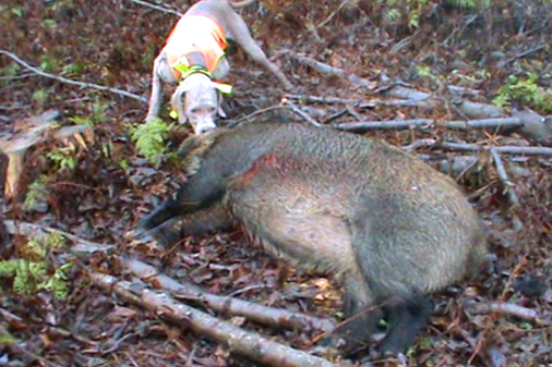 Picture of Otti with a boar