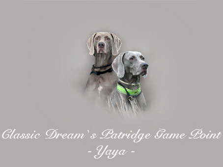 Yaya picture